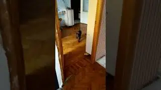 Лабрадор Деймон.