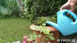 Я и мои цветы