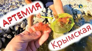 Где взять корм для рыбок? Крымская Артемия