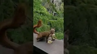 We have some treats for Alvin the squirrel and he loves it #squirrel #canada #visitor