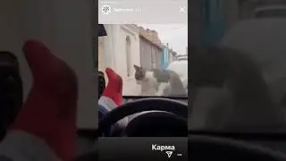 Кошка отомстила человеку