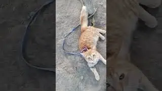 Crazy aggrasive cat 
