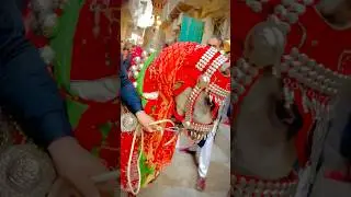 Zuljinah imam Hussain ع Faisalabad 2024 ❤️#zuljinah #shorts #viralvideo #youtubeshorts