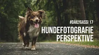 Hundefotografie - Perspektive [DailyGassi #17]