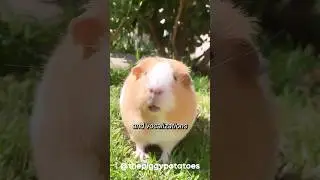 Guinea Pig Sounds  