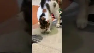 bence_video