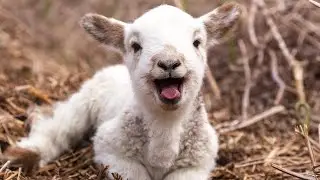 Lamb being born under Rainbow