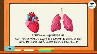 SCIENCE06L02: The Circulatory System