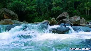 Peaceful Indonesian Forest: Relaxing River Sounds & Birdsong for Deep Sleep and Calm Mind