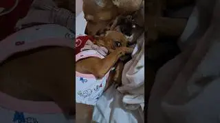 Amor Chihuahua