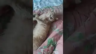 Барни зевака 