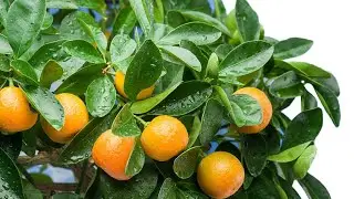 Мандарины. Проращиваем из косточки. Юные садоводы