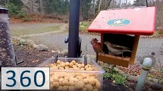PacSci 360° Feeder Showdown