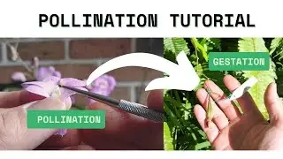 How to cross pollinate an orchid