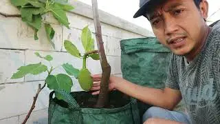NANGKA DALAM POT BERBUAH CARA MENANAM PEMANGKASAN PEMUPUKAN PEMBUAHAN