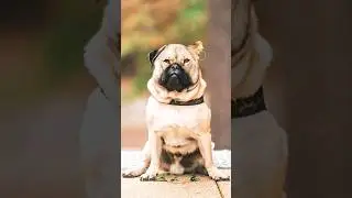 DOG TO LION