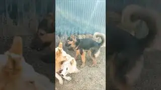 Хвостатый рай 🥰#добро #приютдлясобак #собака