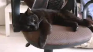 Кот Артемон отлёживается после драки с уличными котами.