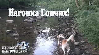 Нагонка Гончих!