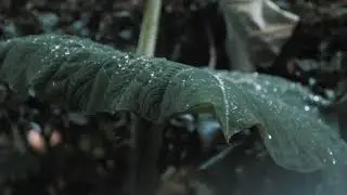 MUSICA E IMAGENS CHUVA SOM DOS PÁSSAROS   RELAXAR E DESESTRESSAR