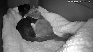 Cat House - 2022/12/12
