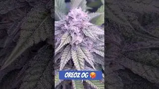 Blüte Tag 36 Oreoz Og strain  #420 #seedtoharvest #crazybud