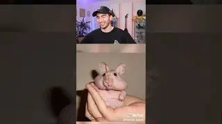 HAYVANLAR TÜYSÜZ NASIL GÖRÜNÜR 😂