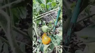 Привет, дачникам😊