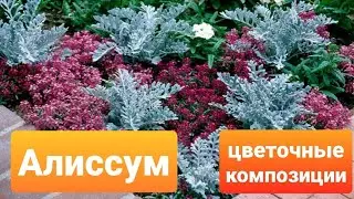 Простые цветочные композиции с алиссумом/Для сада или балкона