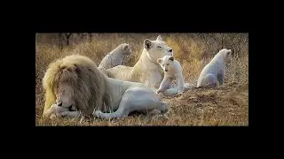 The Most Extreme Rare Animal On Earth - National Geographic Documentary 2017