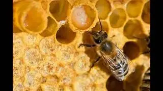 Honey Bee Ringtone [With Free Download Link]