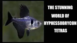 Hyphessobrycon Tetras: Mesmerizing Aquarium Fish!