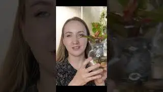 ч6 Обзор горшков для фитильного полива 🪴 