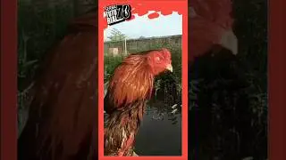 Bakal Bibit  #shorts #ayamhobi #rooster #serbatutorial78