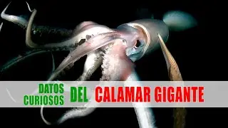 Calamar gigante, Calamar de Humboldt | Datos curiosos de animales