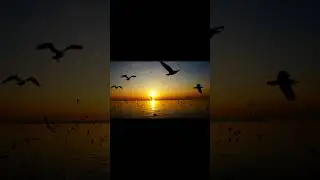 No Copyright | HD 4k Backgrounds for Shorts | Birds, Ocean, Sea, Sunset #shorts  #shortvideo