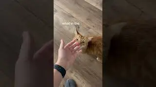 Petting Kurt After Petting Another Cat 