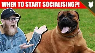 WHEN TO START SOCIALISING MY BULLMASTIFF PUPPY