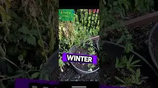 GARDEN CLEAN UP #shortsviral #shortsfeed #growth #seeds #farm #growingseason #gardencleanup  #fypage