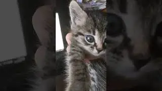 котёнок Тигр нашёл дом