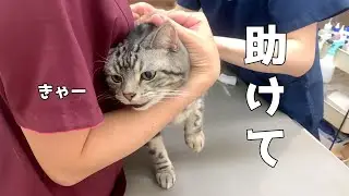 【８歳】ワクチン摂取が怖過ぎて鳴いちゃった猫