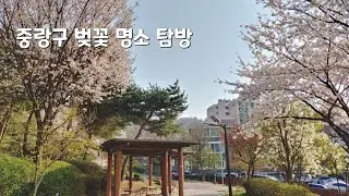 중랑구 벚꽃 명소 탐방 (중랑천,사가정공원,배밭공원)