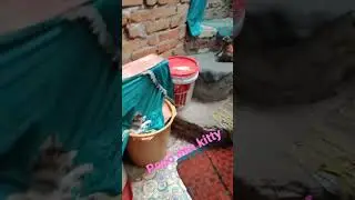 persahabatan Popo s kera dan Kitty s kucing