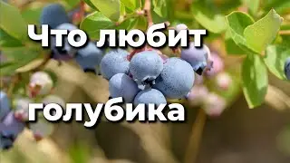 How to plant blueberries correctly