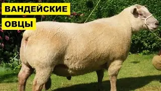 Разведение овец Вандейской породы как бизнес идея | Овцеводство | Вандейские овцы
