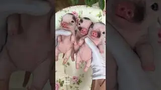 Три поросенка/силиконовая кукла/ #fullbodysilicone #силиконовыйреборн