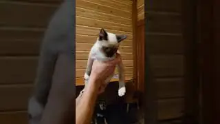Michiko.ru | Котенок Саймон ищет дом. Отдаем бесплатно. Кошки в дар в добрые руки.