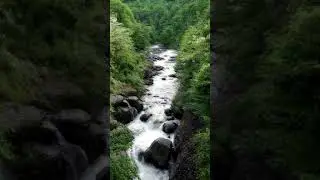 ЖИВЫЕ Звуки природы 🎵 Щебет птиц, ручей, лес #shorts