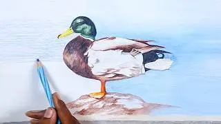 Watercolor Pencil - How to Draw A Realistic Duck | step by step | Supriyo