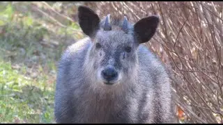 ぶらり、カモシカ探し。